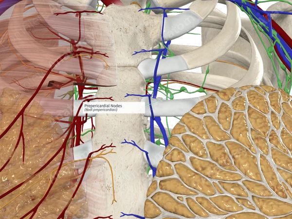 Prepericardial Nodes