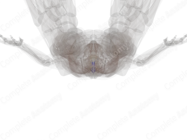 Posterior External Vertebral Venous Plexus