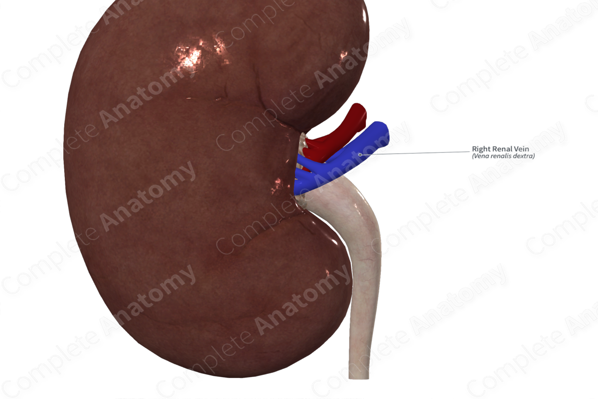 Right Renal Vein