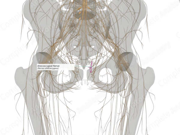 Anococcygeal Nerve (Right)