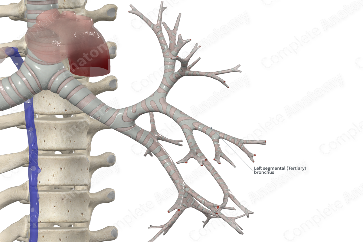 Superior Lingular Segmental Bronchus of Left Lung