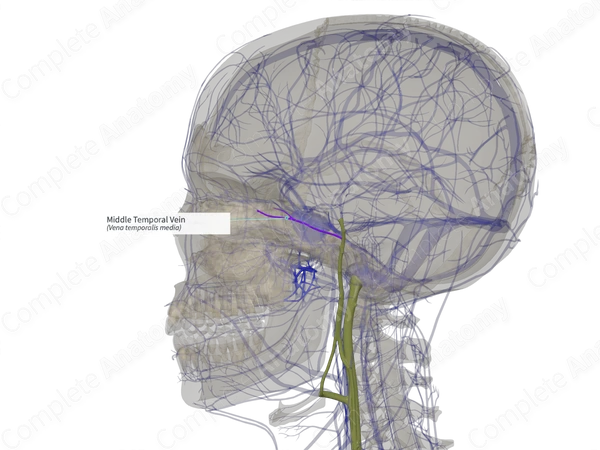 Middle Temporal Vein (Left)