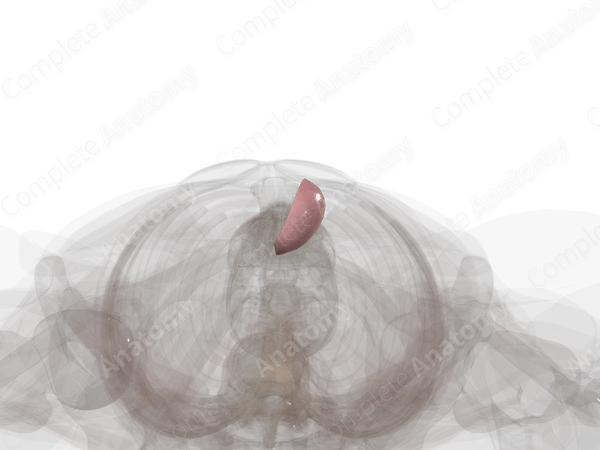 Testis (Lateral Part; Left)