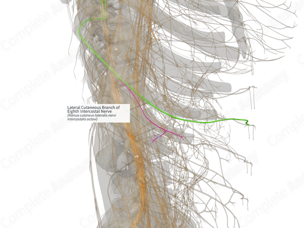 Lateral Cutaneous Branch of Eighth Intercostal Nerve (Left)