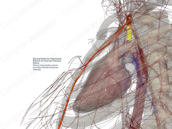 Second Anterior Intercostal Branch of Internal Thoracic Artery (Right)