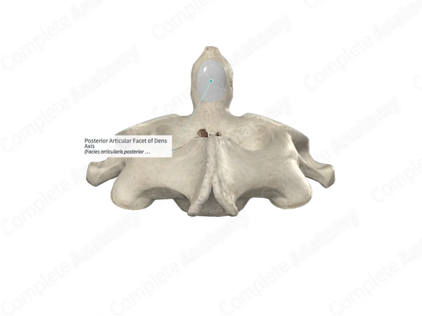 Posterior Articular Facet of Dens Axis