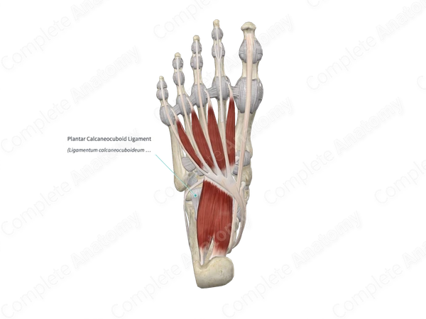Plantar Calcaneocuboid Ligament 