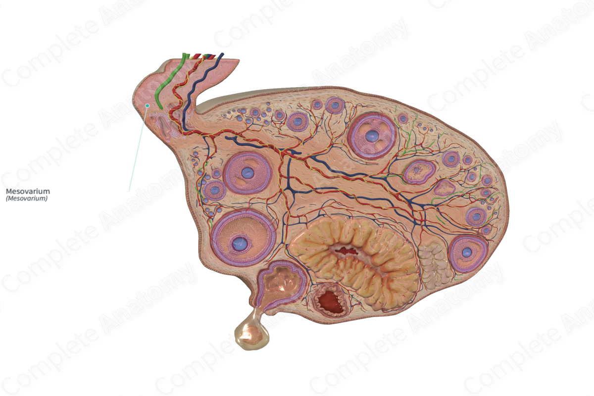 Mesovarium | Complete Anatomy