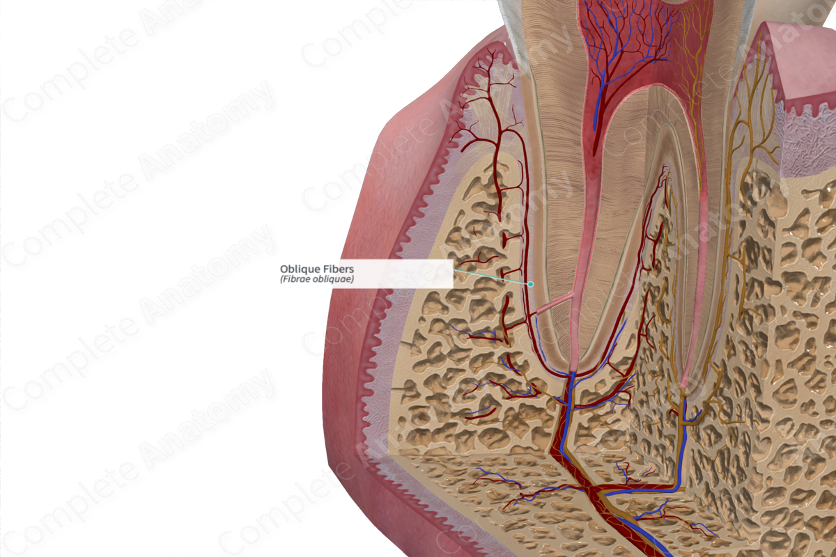 periodontal ligament fibers