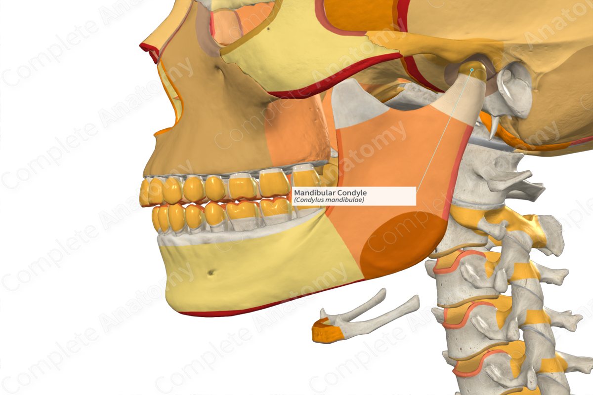 Mandibular Condyle (Right)