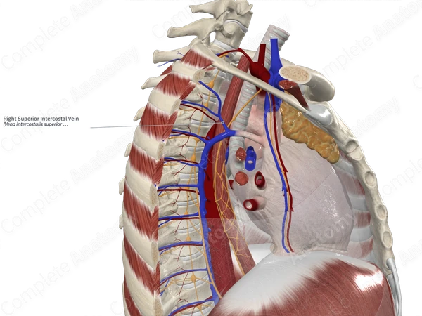 Right Superior Intercostal Vein