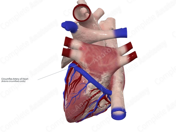 Circumflex Artery of Heart