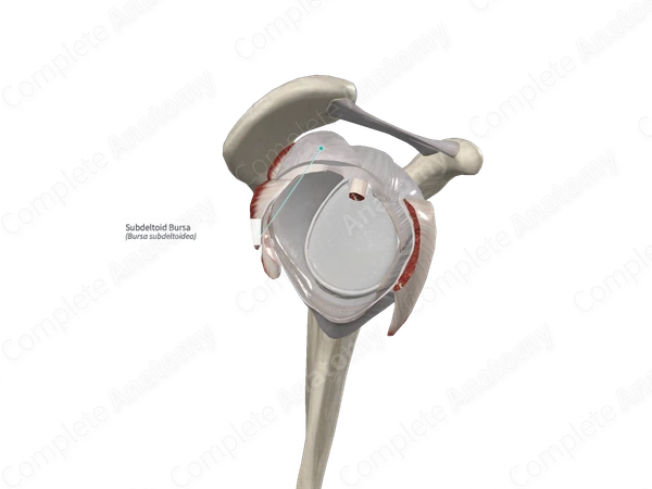 Subdeltoid Bursa