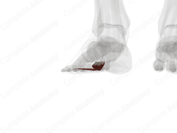Adductor Hallucis (Left)