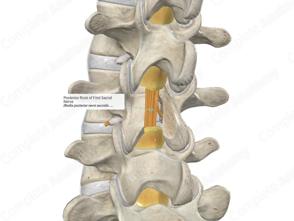 Posterior Root of First Sacral Nerve