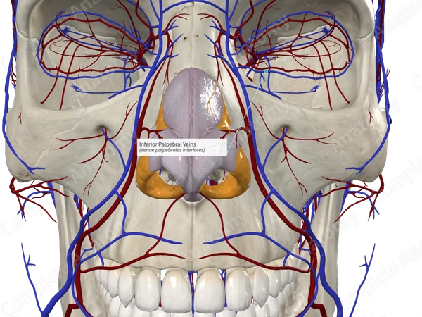 Inferior Palpebral Veins 