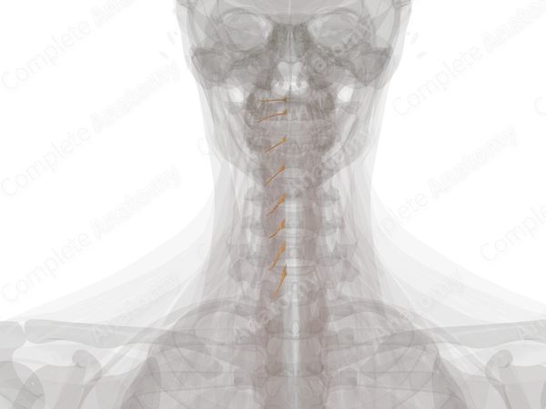 Anterior Roots of Cervical Nerves (Left)