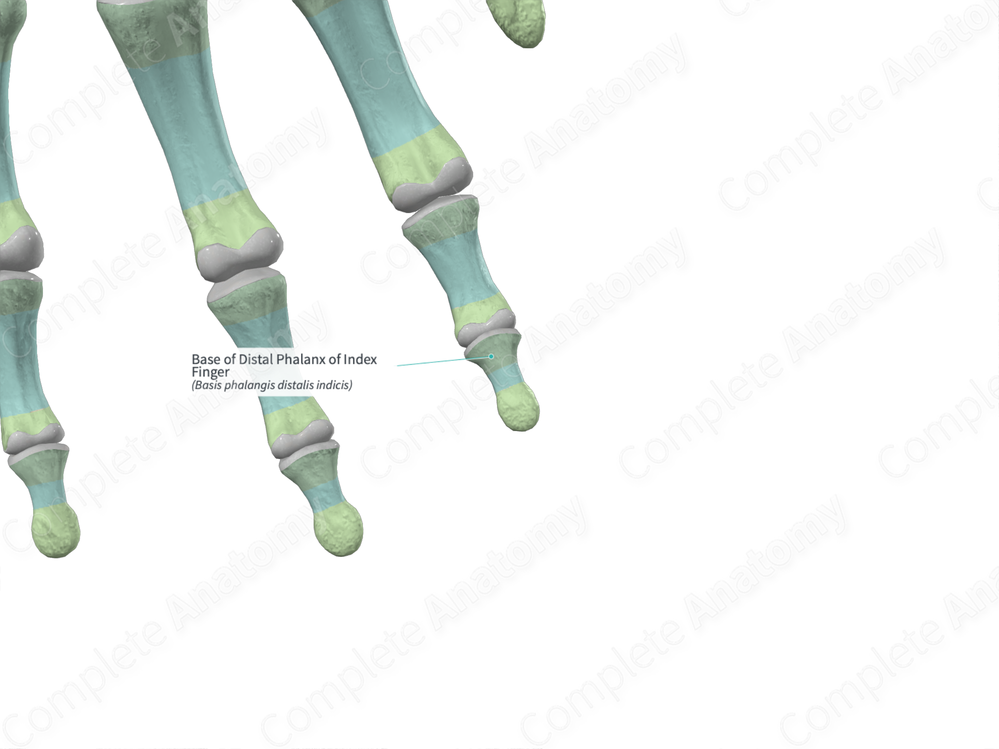 Base of Distal Phalanx of Index Finger | Complete Anatomy