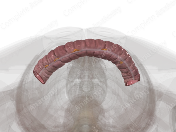 Transverse Colon