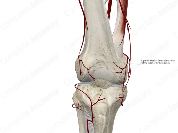 Superior Medial Genicular Artery