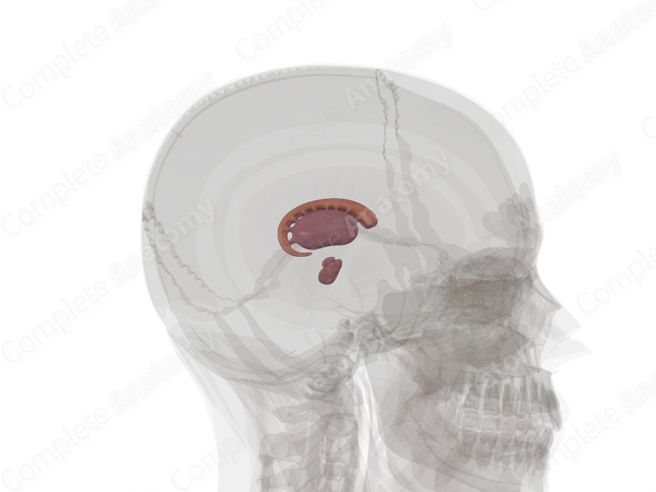 Corpus Striatum