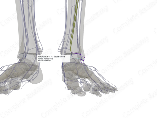 Anterolateral Malleolar Veins (Left)