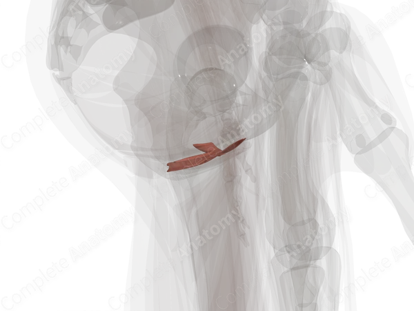 Muscles of Deep Perineal Space