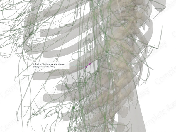 Inferior Diaphragmatic Nodes (Left)