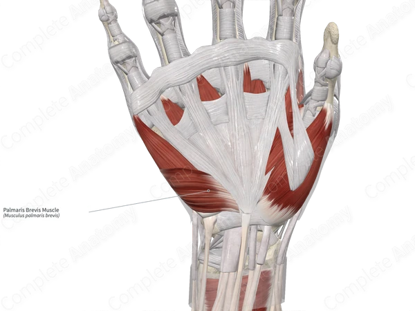 Palmaris Brevis Muscle 