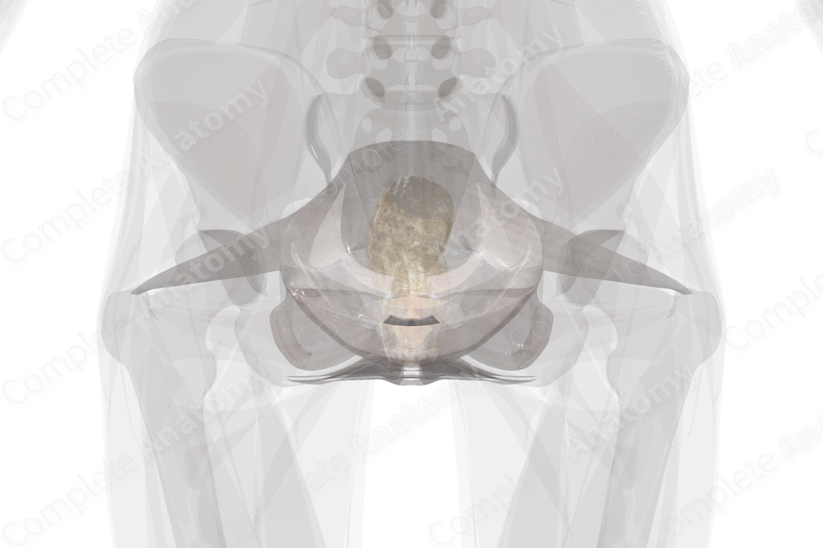 Tendinous Arch of Pelvic Fascia (Right)