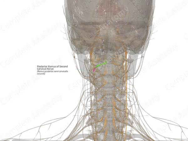 Posterior Ramus of Second Cervical Nerve (Left)