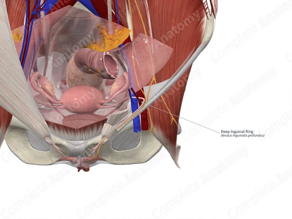 Deep Inguinal Ring