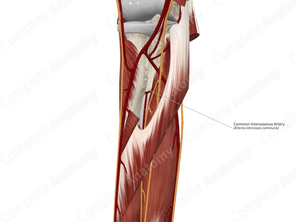 Common Interosseous Artery