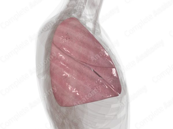 Right Lung