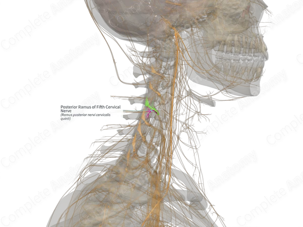 Posterior Ramus of Fifth Cervical Nerve (Left)