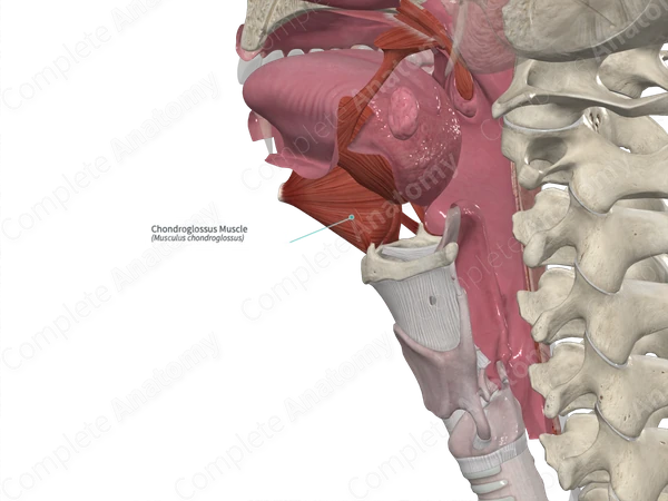 Chondroglossus Muscle