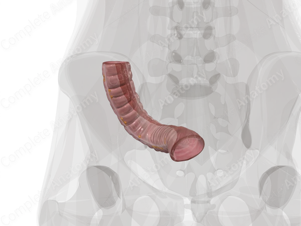Sigmoid Colon