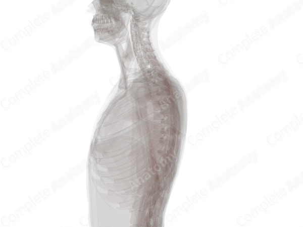 Central Arteries
