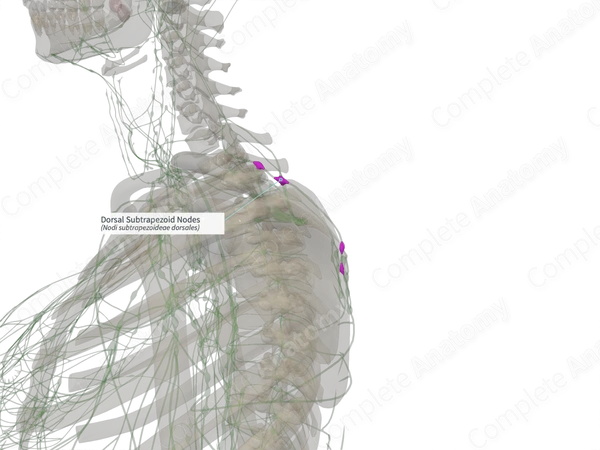 Dorsal Subtrapezoid Nodes (Left)