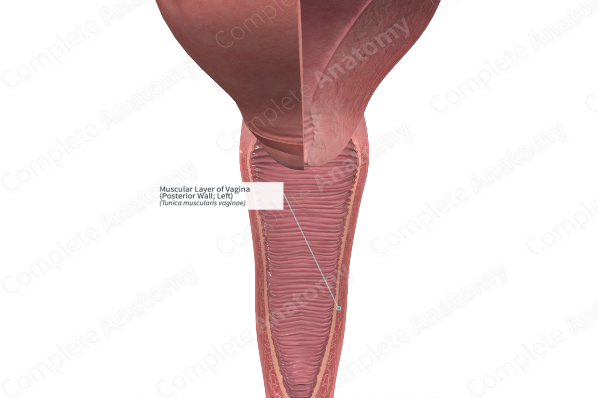 Muscular Layer of Vagina (Posterior Wall; Left)