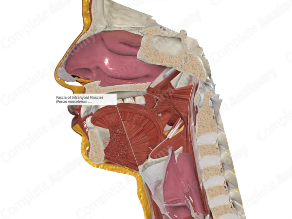 Fascia of Infrahyoid Muscles