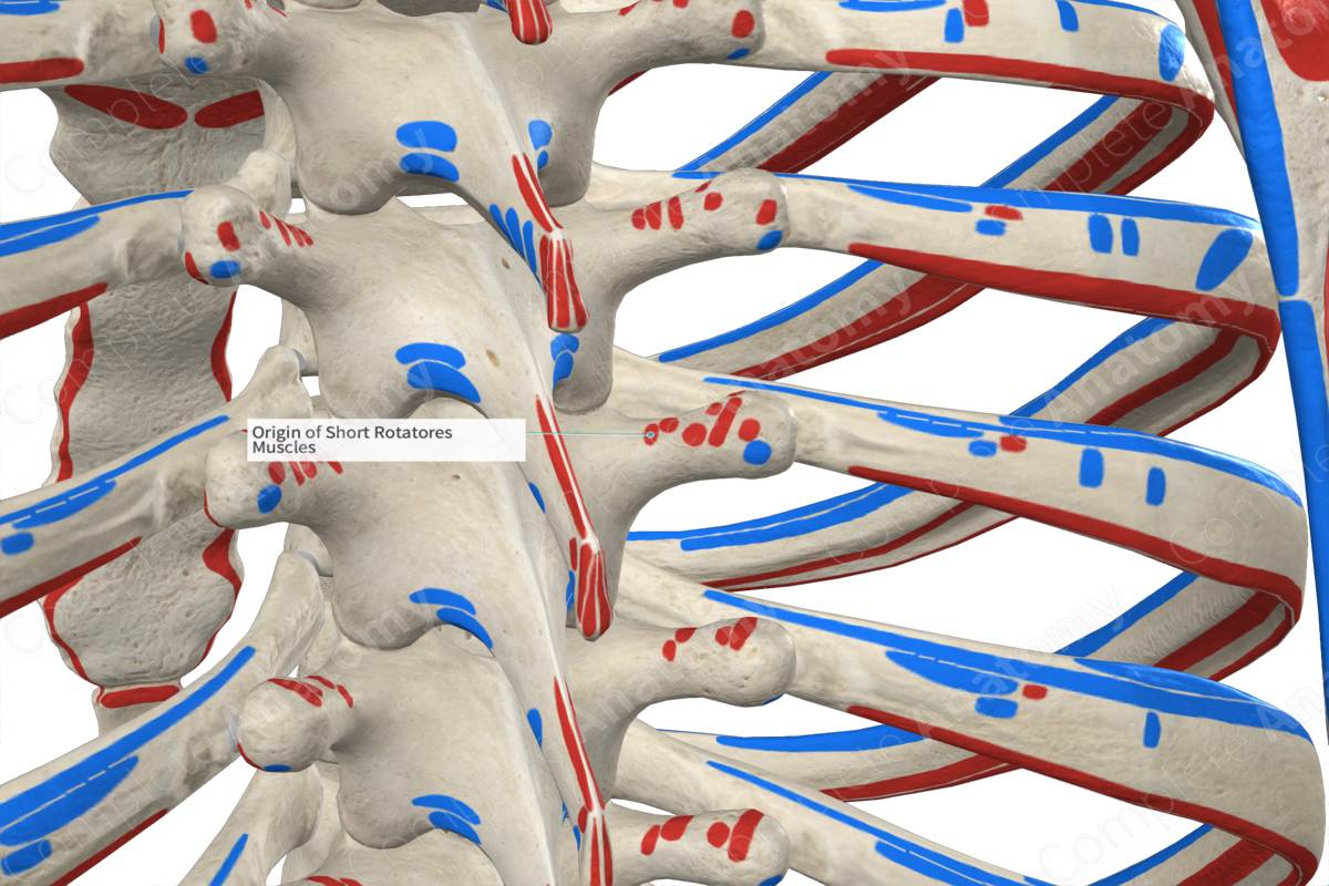 Origin of Short Rotatores Muscles
