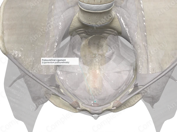 Pubourethral Ligament