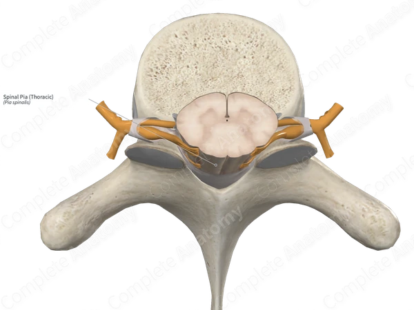 Spinal Pia (Thoracic)