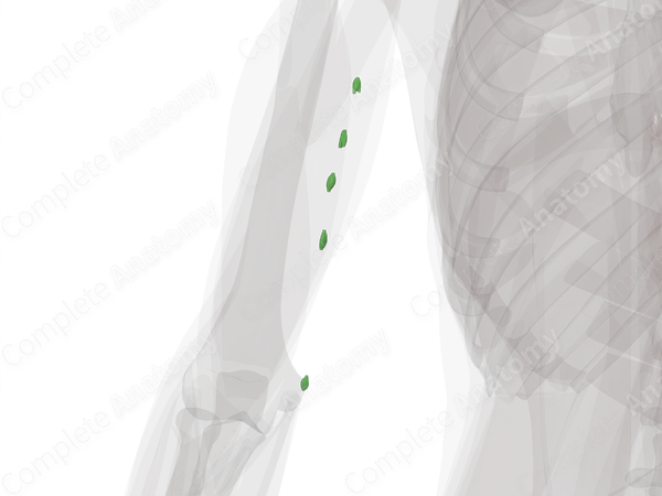 Lymph Nodes of Arm (Left)
