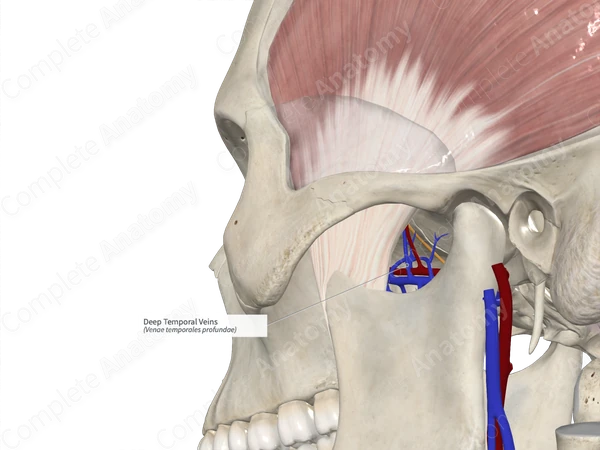 Deep Temporal Veins