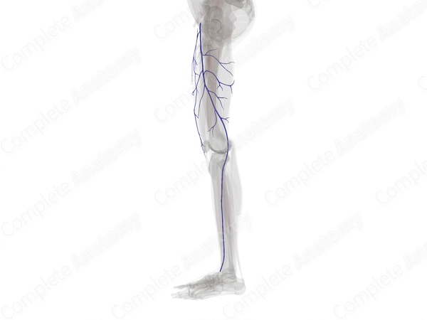 Superficial Veins of Femoral Region (Left)