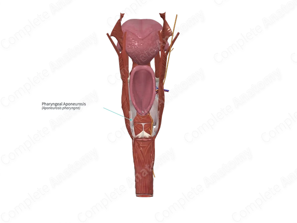 Pharyngeal Aponeurosis