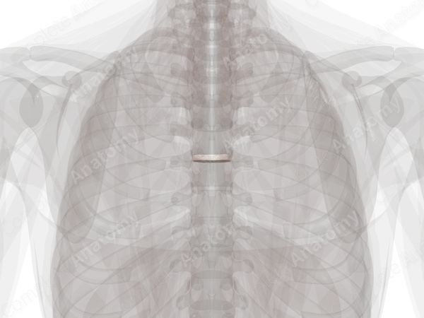 Intervertebral Disc (T5-T6)