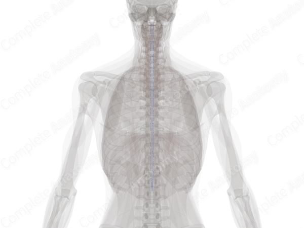Posterior Spinal Veins